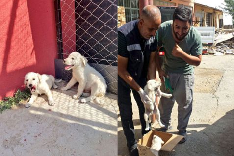 Yavru köpekler koruma altına alındı