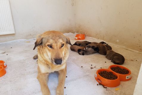 Anne köpek ve yavruları koruma altına alındı