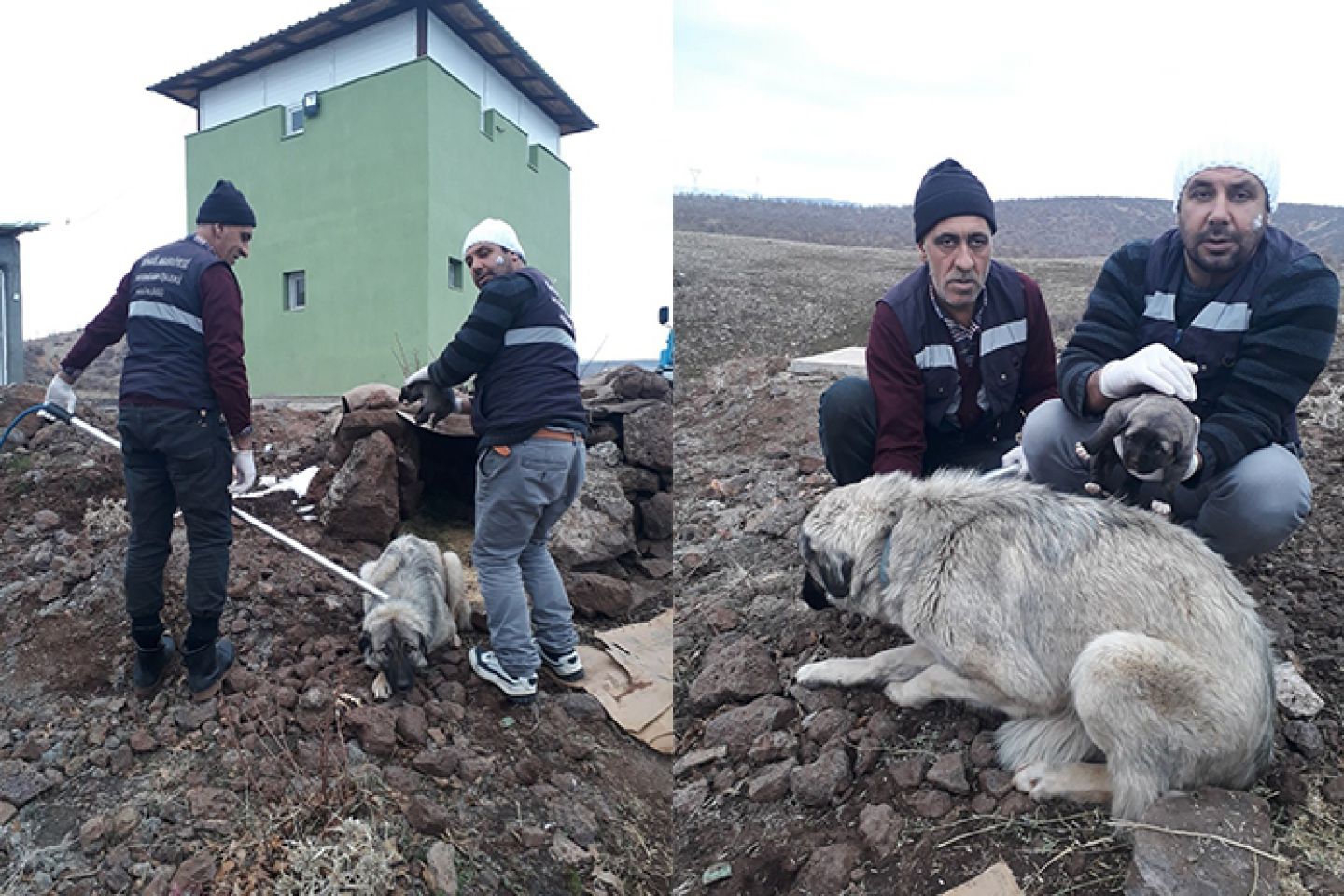 Belediye, anne köpek ve yavrusuna kucak açtı